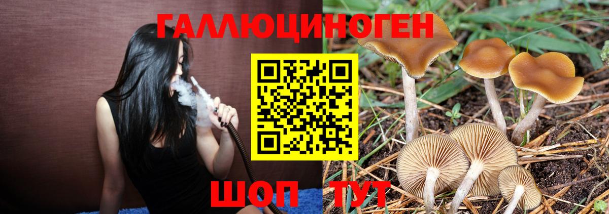Галлюциногенные грибы Psilocybine cubensis Новочебоксарск